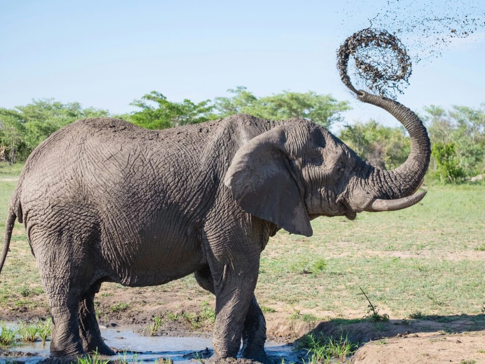 Elephant Stock image