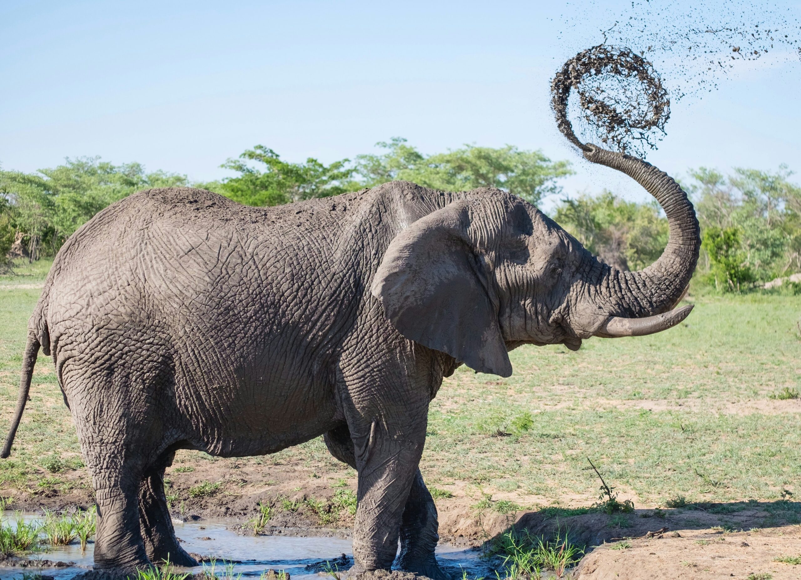 Elephant Stock image